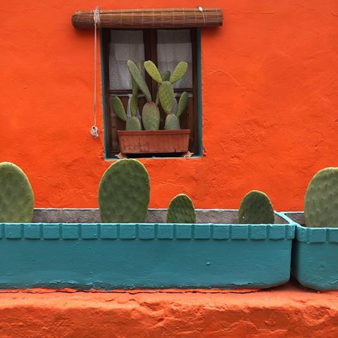 #House#Orange#Cactus#Cute 🌵