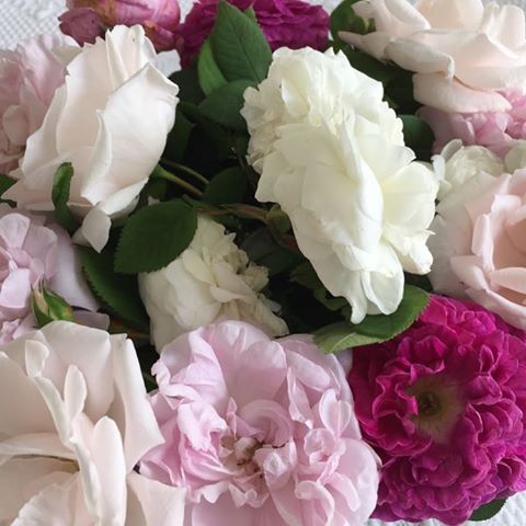 Allen einen herrlichen Pfingstferiensonntag! 💗#Love #flowerstagram #roses 
#morgenstund #garten #ruhe #rosen #frisch #schönheit #nature #duft #specialgift #dankbar #rosederesht #rosentutu #picoftheday #ohnefilter #rose #rosa #weiß #grün #inspiration #earth #instagram #gardeninspiration #augsburg #myhome