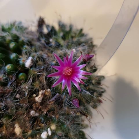 Mamillaria boscana throwing flowers out. 🌵😮👍 #cacti #collection #gardening #hobby#thankful #samsung #led #idaho #notocactus#nursery #daily #cactuslover #cactiofinstagram #2019#spring #flowers #bloom #friday #cactuslover #cacti #collection #gardening #hobby#thankful #samsung #led #idaho #trichocereus#nursery #daily #cactuslover #cactiofinstagram #2019#spring #cactus🌵#homedepot