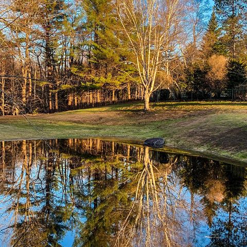 There were crystal clear reflections early this morning  #reflections#landscapes #landscapephotography #landscape_love #trees#blueskies#pond #pondreflection #bethanyhoytphotography #mainephotographer #maine#igersnewengland #igersmaine #onlyin207 #themainemag#scenesofme #mainelife #nature#naturephotography #water