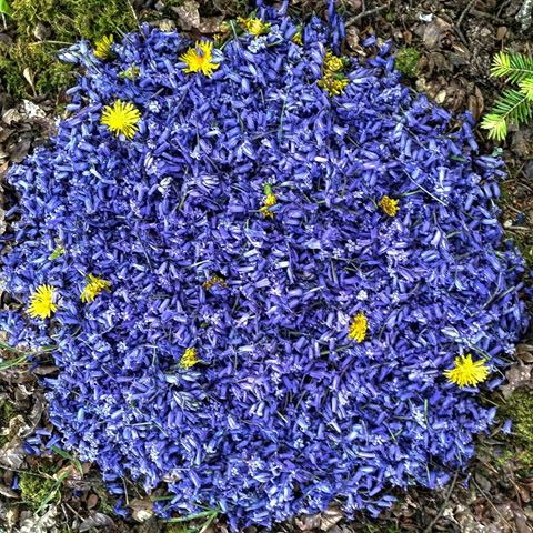 Bluebells circle and a few dandelions.... ------------------------------------------ --------------------------Cercle de jacinthes des bois et quelques pissenlits... La cueillette des fleurs s'est effectuée dans le respect des plantes et du lieu : fleurs en train de fâner, tiges laissées intactes...
.
.
.
Presqu'île de Merrien, Moëlan-Sur-Mer  Morbihan , Bretagne, France 
21/04/2019
.
.
.
.
.
.
.
.
.
.
.
.
.
#aroundtheworld #traveldiaries #wanderlust #globetrotting #globetrotter #globe_travel #wonderlust #beautifulplace #wanderers #wander #nature_seekers #natureinside #naturephotography #nature_perfection #outdoors #liveoutdoors  #modernoutdoors #nature #landart #landartist #sculpture #sculptures #naturalsculpture #modernarts #modernartists #bretagne #brzh #flowers #flower #flowersoftheday