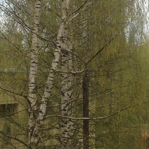 Ещё вчера были видны соседние окна, а теперь: посмотрите - зелёный шум, зеленое море! ВЕСНА!!!!!!! #весна #утро #дом #семья #счастье #природа #доброеутро