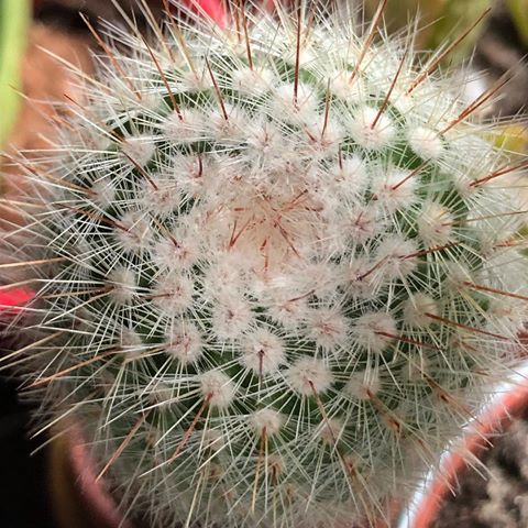 I💚🌵 ...mix. Juz jest 💚🌵 #chrobotek
#chrobotekreniferowy
#monstera
#moss
#mossdesign
#mossy
#mossterrarium
#greendesign
#cactus
#cacto
#mechdesign
#kaktus
#cactos
#succulents
#succulent
#planttattoo
#plants
#cactusysuculentas
#urbanjungle
#suculovers
#💚
#🌵
#cactos
#suculents
#suculentasycactus
#cactus
#cactosesuculentas
#eranowychkobiet 
#💚💚💚
#pot #
