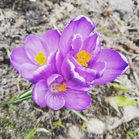 Доброе утро! У нас пасмурно и идёт мелкий дождь... Работа стоит. Зато первые цветочки уже появились 💐🌸💮🏵️🌹🥀🌺🌻🌼🌷🌱 #урожайныйогород #урожай #дачныедела #дачныйсезон #снтлуговина #снт_луговина #луговина #весеннеенастроение #весна2019 #майскиепраздники #второемая #выходные