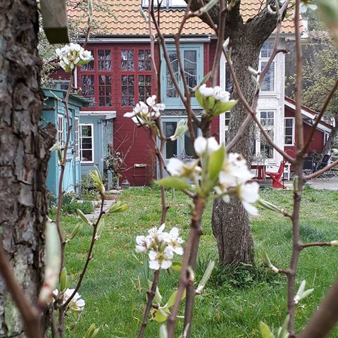 Endelig forår 😊 Eremitagen med omgivelser .... og et blomstrende pæretræ....
-
Finally spring 😊 The Hermitage and surroundings.... and a flowering peartree.
-
#skovballesunivers #Fyn
#farveautistensunivers #arkitektur #architecture #palænaivisme #mansionnaivism #pæretræ #peartree #thehousethatnielserikskovballebuilt #theartistshouse #theartistshouse #theartistshome #thehermitage #eremitagen
#staircasario #grønthus #rødthus #blomster #forår #spring