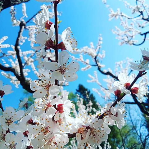 #сакура #сакурамосква #садцицина #природа #паркимосквы #весна2019 #веснавгороде #веснавмоскве #вднхтюльпаны #белаясакура #sakura #whitesacura #sonyl #photosony #parkseason #moscowseasons