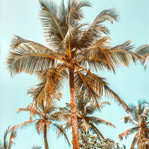🌿🌴
.
#polynesie #polynesiefrancaise #frenchpolynesia #tahiti  #tahitilife #pacific #ocean #island #travelblogger #travel #french #landscape #landscapelovers #landscapephotography #naturephotography #blossom #fotografia #natura #nature #palm #palmtrees #heaven #explore #nature_brilliance #nature_photo #tree #plant #fantastic_earth #fantastic_earthpix