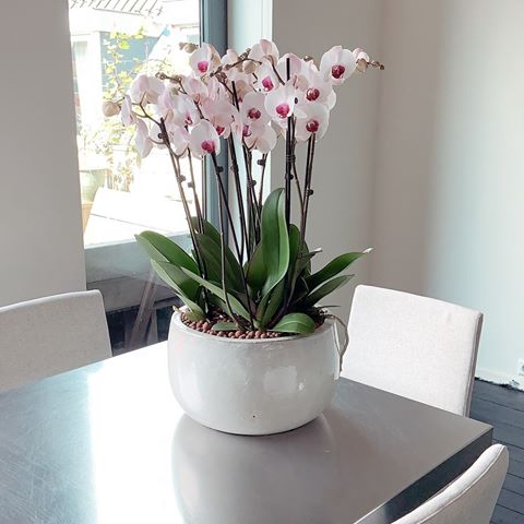 My interior projects always include plants as part of the plan. It’s all about the details that plants can set a stage. #interiordesign #homedecor #styling #art #steel #orchidee #interieurinspiratie #inspiration @intratuin_nederland #designers #green #artistsoninstagram #pink #interiors