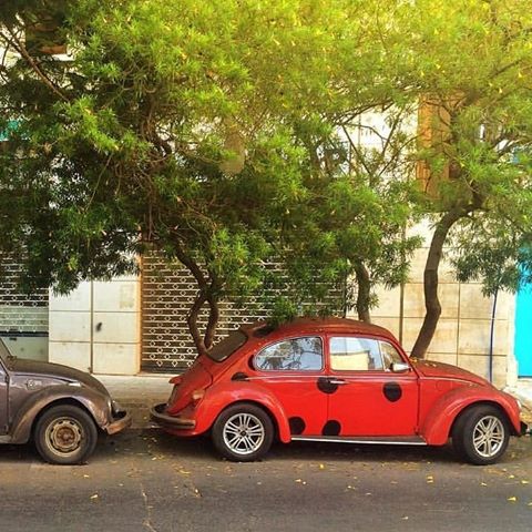 Everyone knows there is always a evil , and there is always a good .
even in beetles 🕷🐞 #carsfromlebanon