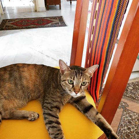 My Guatemalan upholstered dining room chair already has a taker! Finally able to get my upholsterer home yesterday to redo our dining room chairs and add a touch of Guatemala to them. Brought the fabric all the way back from the Chichi market - it was such a tough decision given the range of gorgeous fabric available #chichicastenango #guatemala #guatemalan #centralamerica #fabric #handwoven #upholstery #chairs #diningroom #diningfurniture #furniture #decor #desigh #interiors #homedecor #homes #travelsouvenirs