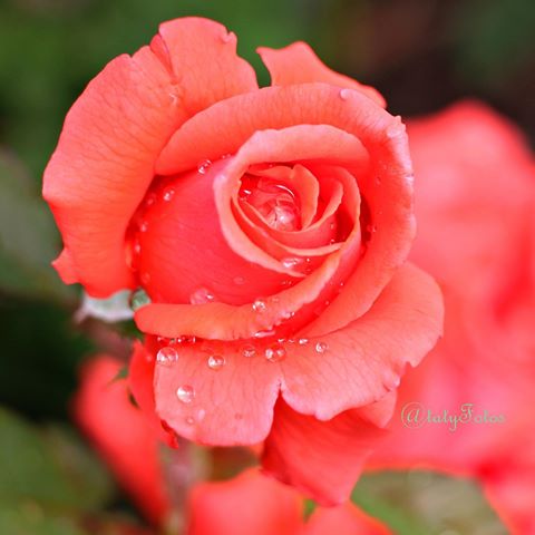 Любите розы 🌹? Я да ! Как впрочем и все цветы . #люблюфотографировать #цветы #каплидождя #розы #роза #rosen #regentropfen #liebefotografieren #meinhobby #meinefotos #@tatyfotos