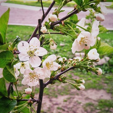 #весна #апрель #природа #всецветет #красиво #настроение #моменты #пейзаж #фото #spring #april #nature #nature_pics #mood #moments #life #beautiful #landscape #photography #view #instagram