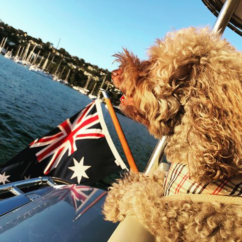 Ollie enjoyed his day out . #lovemydog #sun #view #sydney