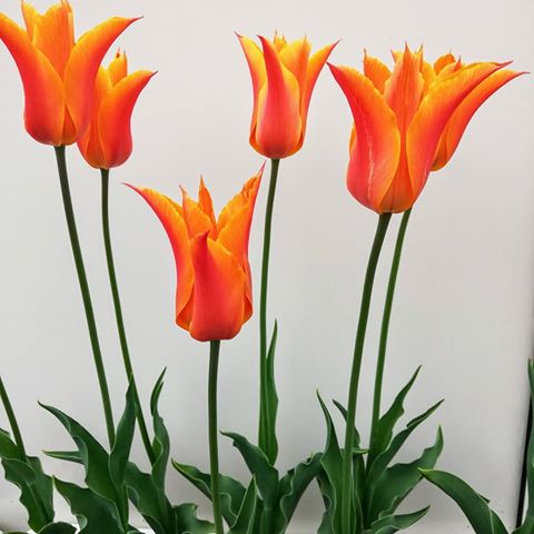 #今朝の一花🌼 #チューリップ #新潟 #今日も元気で #笑顔の花咲く一日になりますように ～😃
#todaysflower #tulips #happysunday 🌷
#flowers #niigata #plants #greens #bloom #flower #blossom #tulip #instaflower #flowerstagram #gardening #garden #mygarden #散歩 #花 #パンジー #桜 #両親の故郷 #幸福の花束 #お花 #新潟県 #新潟市