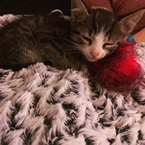 Good night everyone 😽#kittensofinstagram #kitten #catsofinstagram #kittenssleeping #cat #cute #sleep #sleeping #tiny #catto #sovielehastagsdietotalfürdiekatzsind