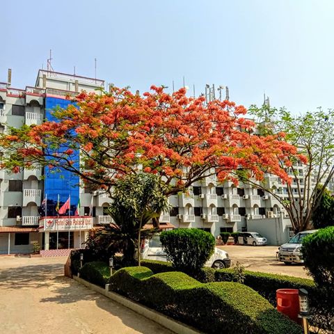 Keishnochura Blossom at Hotel Sea Palace. .
.
.
.
.
.
.
.
.
.
#mytown #mycity #beautifulday #sunny #clearsky #krishnochura #blossom #hotel #luxuryplaces #hotelseapalace #bluesky #strikingorange #flowers #coxsbazar #bangladesh #tootouristy #chittagong #mobigraphy #randomclick #nature #green #bdbackpacker
