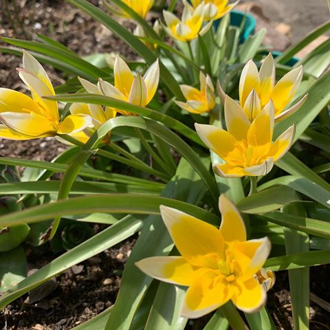 Тюльпаны ботанические «Тарда Дасистемон» и «Одалиск»
#весна#тюльпаны#тюльпаныботанические#мойсад#тюльпанывсаду