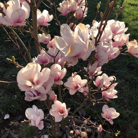 Ещё один последний раз вам магнолию покажу и всё 😬☺️😁 ну красота же! Отцаетает, правда, довольно скоро, но я успела насладиться ее цветами и ароматом. Магнолия Суланжа.
#магнолия #магнолиясуланжа #магнолиявсреднейполосе #magnolia #magnoliasoulangeana 
#цветник #сад #мойсад #озеленение #садсвоимируками  #растениядлясада #садовыецветы #миксбордер 
#garden #gardening #mygarden #gardenflowers #insta_garden_lovers #instagarden #gardenlovers #gardenlife 
#pinacoladagarden #pinacolada_garden #pinacolada_сад