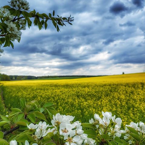Цветущие поля. Прекрасных выходных и праздников. #беларусь #минск #природа #пейзаж #облака #небо #цветы #красота #belarus #minsk #rb #instagram #europa #nature #landscape #flowers #spring #love #tutbylive #photonature #naturephotography #landscapephotography #magical