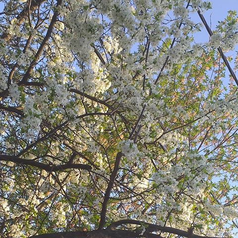 #цветочки
#цветение
#цвет
#весна
#вишня
#цветок
#небо
#голубой
#фото
#белый
#дерево
#ствол
#хзкакойхештег 
#инста