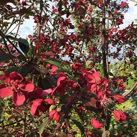 Яблоня Роуалти , красива круглый год! Ее высота 4-5 м, красные цветы , весь сезон пурпурная листва и маленькие как вишня яблочки! Фото в нашем питомнике и возле нашего дома. Есть в наличии: еurogarden.su 🌺🌺🌺 .  #ЕвроСад #ЕвроСадволгоград #питомникрастений #питомникдекоративныхрастений  #Волгоград #проектсада #проектучастка #ландшафтныйпроект #ландшафтныйдизайнер #проектсадабыстро #ландшафт #ландшафтныйдизайн #дизайнсада #озеленение #загородныйдом #загороднаяжизнь #садоводство #цветоводство  #декоративныедеревья #декоративныеяблони