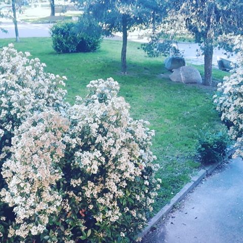Respiro il fresco che mi lascia il colore del cielo. (Ungaretti)
#parco #casa #verdetiffany 
#positività #benessere360 
#meditazione #respiro 
#italia #fate #bosco 
#fioritura #pensieriprofondi