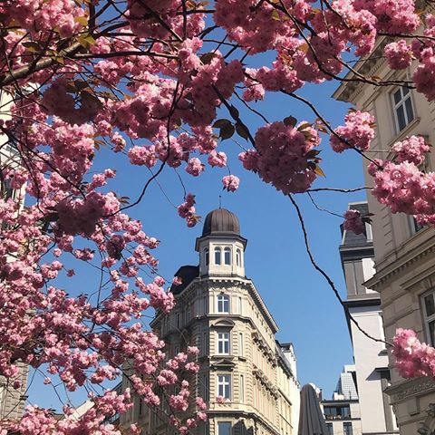 😍🌸
#spring #Hamburg #Germany #Deutschland