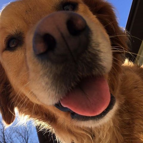 Selfie! #dog#goldenretriever #golden #bestm8 #goldendoodle #cute#puppy#love#selfie