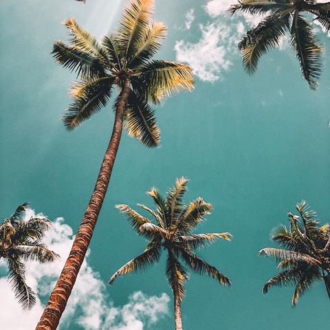 ALL I need are PALM TREES and a slice of PARADISE🌴🥥☀️
✧
✧
#palmtree #coconut #plant #nature #tree #sky #blue #clouds #us #fun #perspective #me #reaching #underneath #photography #iphoneonly #lightroom #edit #sunrays #color #blue #borabora #lovetahiti #frenchpolynesia