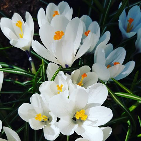 Цветы ...
.
.
.
Это моя слабость ...
.
.
И любовь. .
.
А вы любите ? А знаете,  как эти, на фото называются? А может мне рассказать вам о них подробнее?
.
.
#цветы#ландшафтныйдизайн#весна#красота#садогород#люблю#красота#казань#дачныймир#садовница