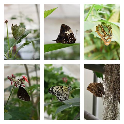 GARTEN DER SCHMETTERLINGE #aumühle #Sachsenwald
#Schmetterlinge #Tropenhaus #butterfly #diversity #hamburg #nature #colour
#pretty