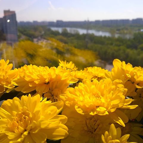 Солнечные хризантемы ☀️
#цветы #хризантемы #желтыехризантемы #хризантемыкустовые #лето #солнечноенастроение #цветывгоршке
