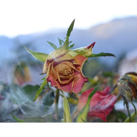 ~ rOsA ~
#rose #flowers #unfocus #nature #canon #pic #photography #lovephoto #instaphoto #instalove #instagram #instalike