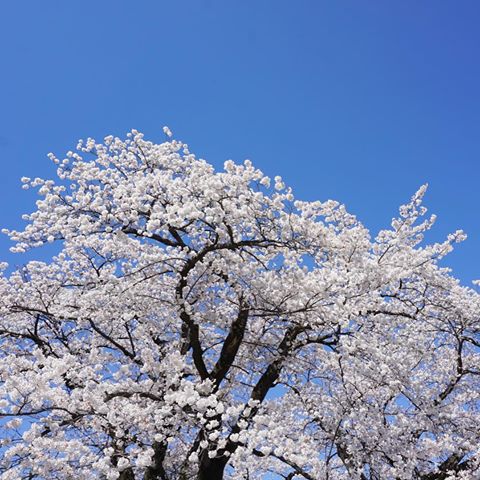 *
お天気🌞🌸
1年経つのはや、、🙄💭
花咲じいさんが咲かせたみたいにもりもり🥰🌸
*
#桜
#満開
#cherryblossom 
#山梨
#japan 
#sky 
#blue 
#🌞
#🌸
#🍡
#🇯🇵