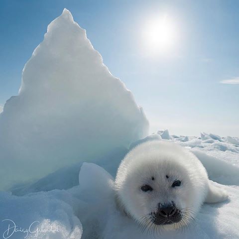 #Regram #RG @sealegacy: Photo by @daisygilardini //The harp seal fur industry has declined drastically in the last 15 years, thanks to conservation campaigns around the world and income from sealing generated in Canada is at its lowest level since records have been kept. Thirty-five countries, including Russia, have enacted a ban on imported seal products. However, the Canadian government still supports the hunt for cultural and economic reasons in coastal communities.