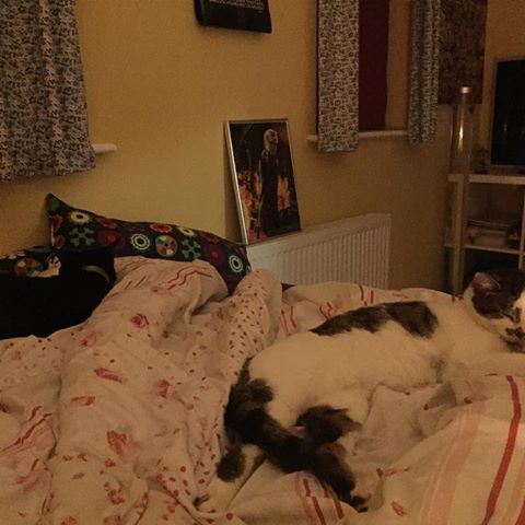 ❤️ #coloring #cats #max #ruby #love #pets #bed #bedroom #photo #sleeycats #digitalcoloring #art #colouringbook #felttips #colouringpencils #fandoms #lotr #thehobbit #gameofthrones #theflash #supergirl #doctorwho #sherlock #it #marvel #harrypotter #starwars #likeforlikes #spamforspam