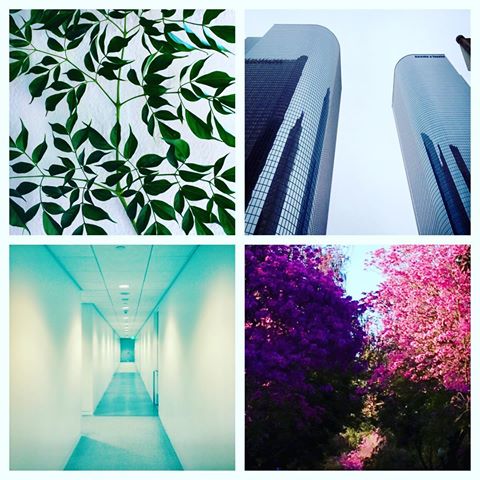 Few of my favorite shots from old work and around Downtown LA area and some beautiful nature shots😊  #dtla #downtown #losangeles #lovenature #greenlove #flowersbloom #structureart #greatarchitecture #building #workart #artbuilding #artabstract #abstractartphotography #hallway #skyline #skyscrapers #cafe #restaurant #greatbar #drinks #cocktails #beer #wine #feelgood #enjoythemoment #capturethebeauty #awesome #socool #funtimes