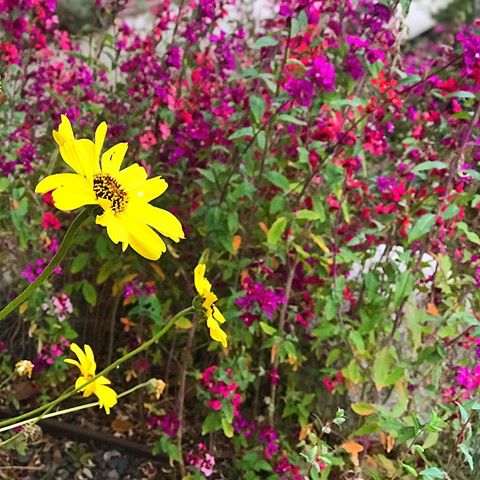 Spring flowers !!! #livewithpassion #losangeles #sandiego #pasadena #santamonica #california #copenhagen #chicago #newyork #minneapolis #boston #maine #stuttgart #stockholm #womensfashion #frankfurt #perth #malibu #encinitas #oceanside #eaglerock #sydney #surfing #surfing #springbreak #spring #realtor #realestate 
JohnAcevedo.com