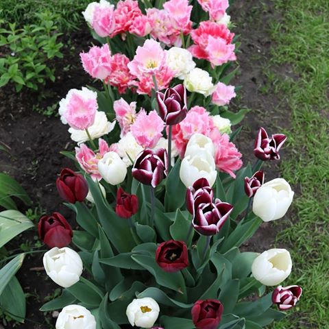 Пока пионы и розы набирают бутоны, поделюсь уже весенним  архивом тюльпанов, сегодня срезала последние, надеюсь, что следующей весной они меня тоже порадуют, а я порадую ими вас 🤗🌷 Покупала осенью в @agrofirma_poisk 
#первоцветы #тюльпаны #тюльпан #tulip #tulips #mygarden #garden #instagarden #мойлюбимыйсад  #мойсад  #цветы #цветывсаду #садовыецветы  #веснавмоемсаду  #мойсад  #любимыецветы  #любимыйсад
#садмечты  #сад  #садоводство #моицветы #цветывсаду #растениядлясада #цветущийсад #цветывмоемсаду #цветоводство #посылкаотпоиска #цветыотпоиска