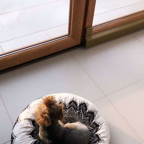 Pies obronny 🙃 #homesweethome #homedecor #homeinspiration #dog #dogsofinstagram #yorkshireterrier