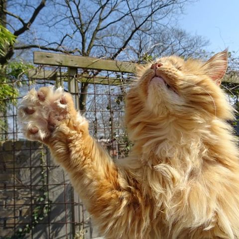 touching the sky .
.
#cats #catsofinstagram 
#instacat #cat #catstagram #lovecats #catlove #catsoflove #catsofworld #mainecoon #mainecooncat #animals #animalgram #petstagram #petlove #love #cuddlecat #cuddlebuddies #catsarefriends #paws #catpaws #thecatcrowd #a_world_of_cats#a_world_of_cats
