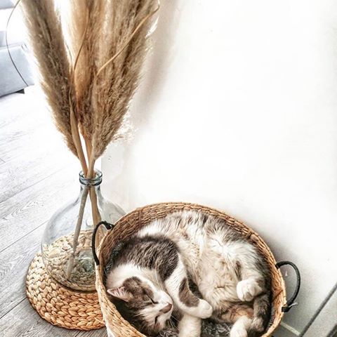 because nothing says welcome home quite like this purrfect display. 😻 #pampaspeople via 〰️ @homeby_sandra