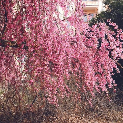 最近好喜歡看噗浪的時光機🌸💐🌷🌺
.
#C大調 #日不落 #colorful #czechrepublic #czech #českárepublika #česká #karlovyvary #29 #波希米亞 #捷克 #🇨🇿 #2019 #pink #flower #flowery #tbt
