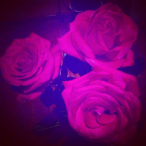 они нереальные...простоо..#розы #цветочки #🌹🌹🌹🌹🌹🌹🌹🌹🌹🌹🌹🌹🌹🌹🌹🌹🌹🌹🌹🌹🌹🌹🌹🌹🌹