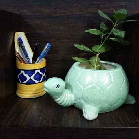 Perfectly designed for any dwelling, these #tortoise shaped #planters are a must buy. 
They can be used not just to enhance the show of your garden but also to promote 
gardening as a hobby among kids.
.
.
.
#indoorgarden #plantpot #pots #garden #gardening #mygarden #ceramic #pottery #ecofriendly #green #home #interiordesign
 #homedecor #design #garderndecor #instahome #instadecor #plants #indoorplants #gogreen #interior #homestyling #quirky