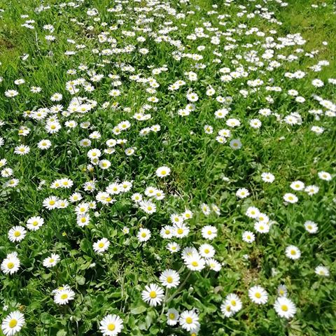 #nature #naturelovers #natuer #natural #naturephotography #naturelover #natureaddict #naturephoto #beautifulnature #nature_seekers #relax #wildflowers #wild #camomile #spring #springfield #field #fields #поле #лайка #природа #весна2019 #весна
