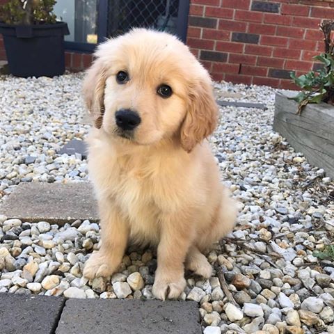 Are you in love with Golden Retrievers? Check out the link in bio 🐶
Credit @princessnala.thegolden 🐶
Tag us to be featured!
Reposted from: @retrieverstagram